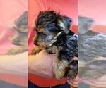 Small Photo #8 Yorkshire Terrier Puppy For Sale in ARLINGTON, TX, USA