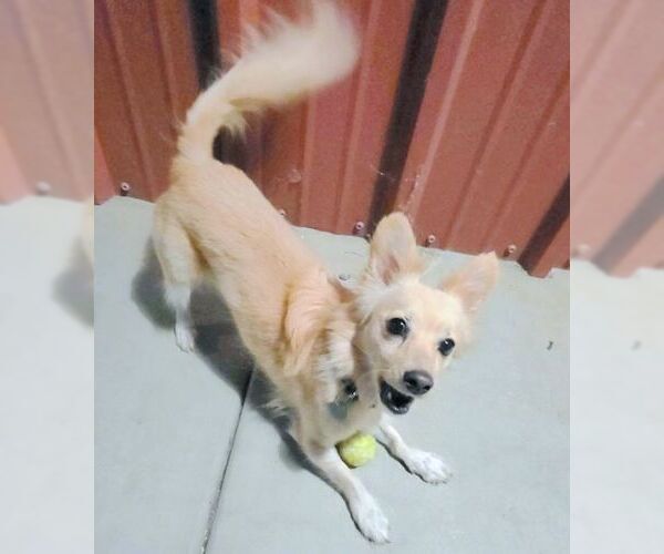 Medium Photo #8 Chiranian Puppy For Sale in Tustin, CA, USA