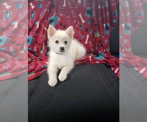 Pomsky Puppy for sale in PIKEVILLE, TN, USA