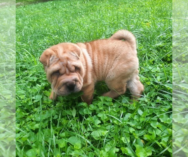 Medium Photo #3 Chinese Shar-Pei Puppy For Sale in SOMERSET, KY, USA