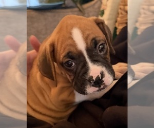 Boxer Puppy for sale in NEWBERG, OR, USA