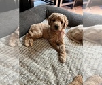 Small Photo #6 Goldendoodle Puppy For Sale in RICHMOND, IN, USA