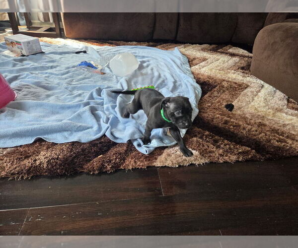Medium Photo #31 American Pit Bull Terrier Puppy For Sale in CHARLOTTE, NC, USA