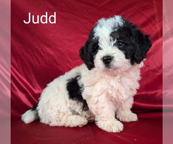 Medium Photo #14 Bernedoodle (Miniature) Puppy For Sale in CANON CITY, CO, USA