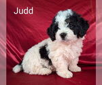 Puppy Judd Bernedoodle (Miniature)