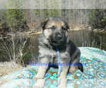Small #2 German Shepherd Dog