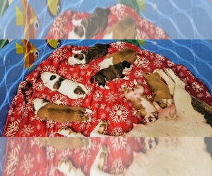 Alapaha Blue Blood Bulldog Litter for sale in SHELOCTA, PA, USA