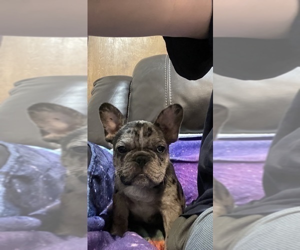 Medium Photo #2 French Bulldog Puppy For Sale in LILLINGTON, NC, USA