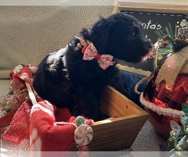 Medium Photo #41 Goldendoodle Puppy For Sale in FORT LAUDERDALE, FL, USA