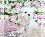 Small Photo #73 Maltese Puppy For Sale in HAYWARD, CA, USA