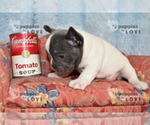 Small Photo #11 French Bulldog Puppy For Sale in SANGER, TX, USA