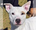 Small American Staffordshire Terrier-Bull Terrier Mix