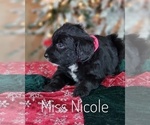 Small Photo #18 Goldendoodle Puppy For Sale in GOLDEN CITY, MO, USA