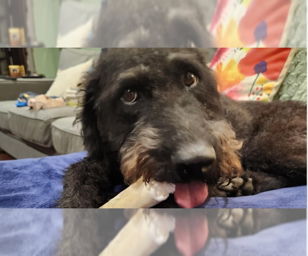 Medium Photo #6 Chesa-Poo Puppy For Sale in Springdale, PA, USA