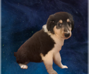 Collie Puppy for Sale in SHREVEPORT, Louisiana USA
