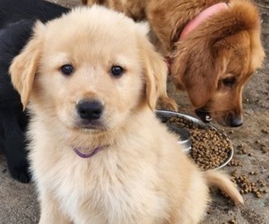German Shepherd Dog-Golden Retriever Mix Puppy for sale in MODESTO, CA, USA