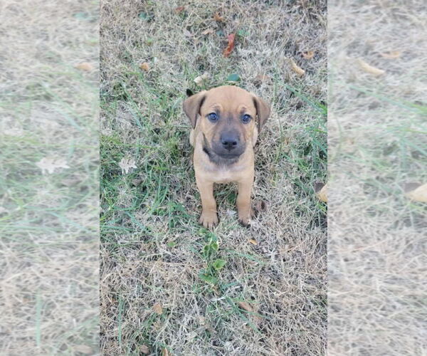 Medium Photo #2 Labrador Retriever-Unknown Mix Puppy For Sale in Hillsboro, MO, USA