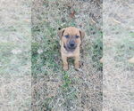 Small #1 Labrador Retriever Mix