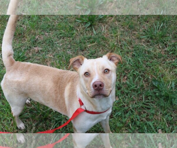 Medium Photo #2 Labrador Retriever-Unknown Mix Puppy For Sale in Jackson, MS, USA