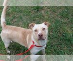 Small #1 Labrador Retriever Mix