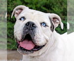Small Bulldog