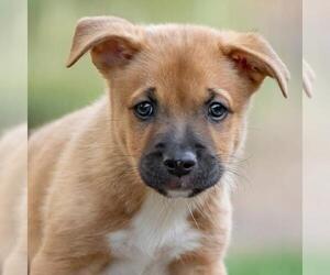 Golden Retriever-Unknown Mix Dogs for adoption in San Diego, CA, USA