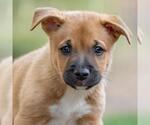 Small Golden Retriever Mix