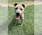 Small #1 American Pit Bull Terrier