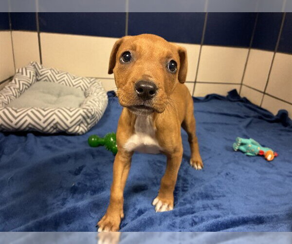 Medium Photo #1 Mutt Puppy For Sale in Fort Wayne, IN, USA