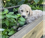 Small Photo #10 Goldendoodle Puppy For Sale in EL MIRAGE, AZ, USA