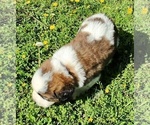 Small Photo #46 Saint Bernard Puppy For Sale in TURLOCK, CA, USA