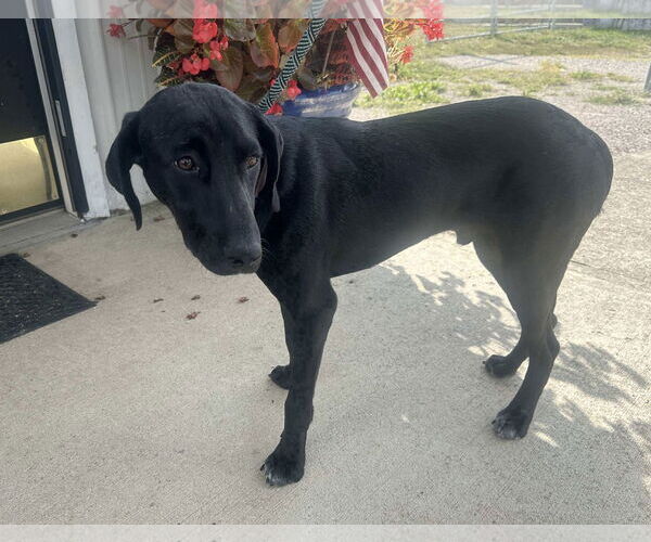 Medium Photo #4 Labrador Retriever-Unknown Mix Puppy For Sale in Westwood, NJ, USA