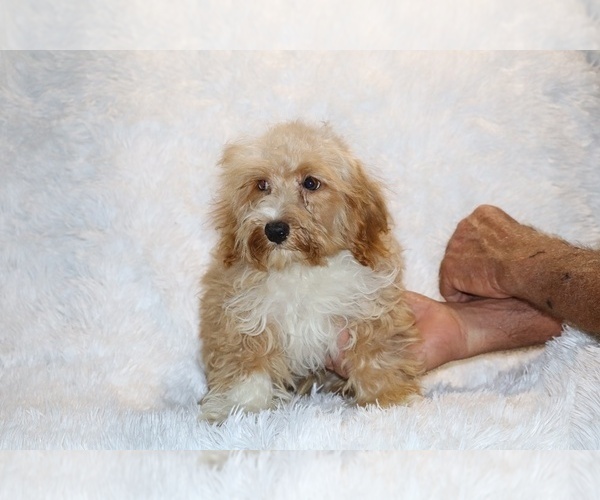Medium Photo #6 Cockapoo (Miniature) Puppy For Sale in DYERSBURG, TN, USA