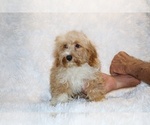 Small #5 Cockapoo (Miniature)
