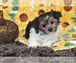 Small #3 Yorkshire Terrier