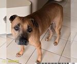 Small #1 American Pit Bull Terrier