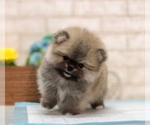 Small Photo #6 Pomeranian Puppy For Sale in SAN JOSE, CA, USA