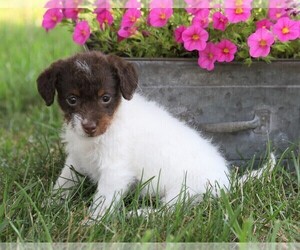 Fox Terrier (Toy)-Poodle (Standard) Mix Puppy for sale in FREDERICKSBG, OH, USA
