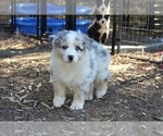 Puppy Zorro Australian Shepherd