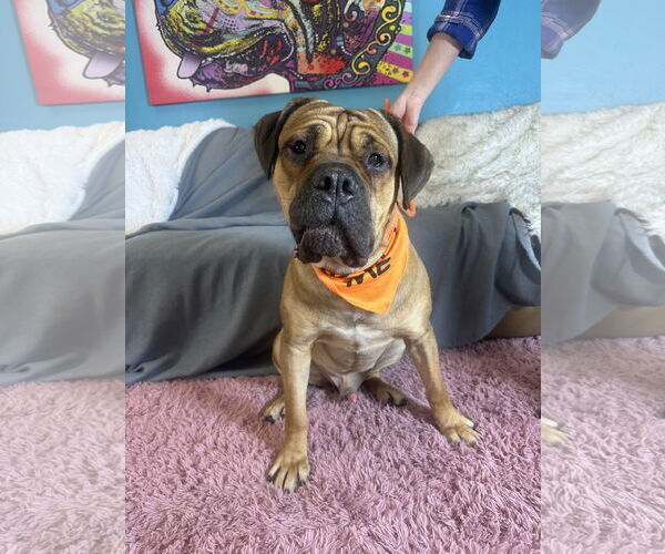 Medium Photo #3 Bullmastiff Puppy For Sale in Goodyear, AZ, USA