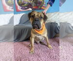 Small #2 Bullmastiff