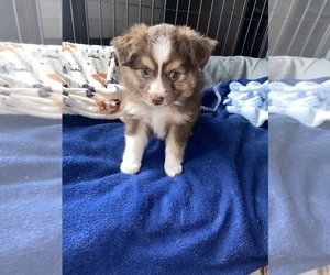 Miniature Australian Shepherd Puppy for sale in UNIONVILLE, IA, USA