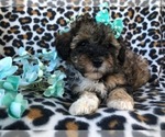 Small Photo #9 Poovanese Puppy For Sale in LAKELAND, FL, USA