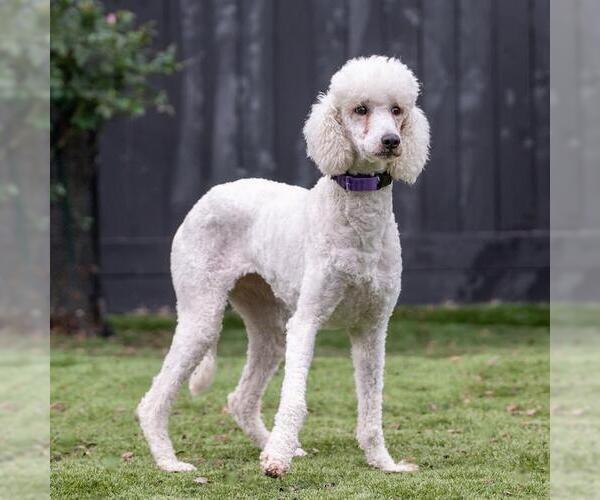 Medium Photo #4 Poodle (Standard) Puppy For Sale in San Diego, CA, USA