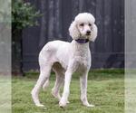 Small #3 Poodle (Standard)