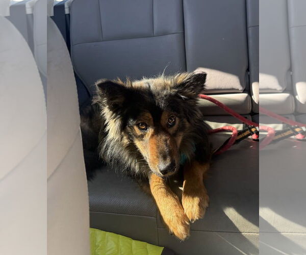 Medium Photo #2 Mutt Puppy For Sale in Aurora, CO, USA