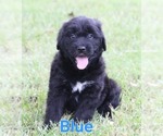 Small #1 Australian Shepherd-Goldendoodle Mix