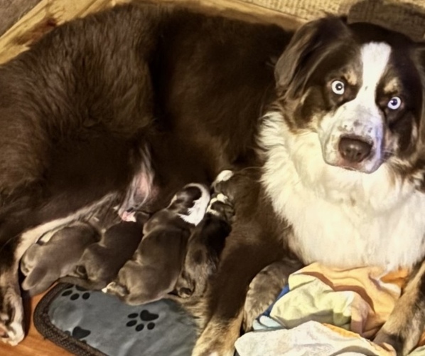 Medium Photo #1 Miniature Australian Shepherd Puppy For Sale in COLBERT, GA, USA