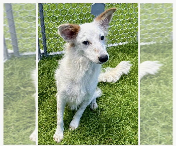 Medium Photo #2 Jack Russell Terrier-Unknown Mix Puppy For Sale in Virginia Beach, VA, USA
