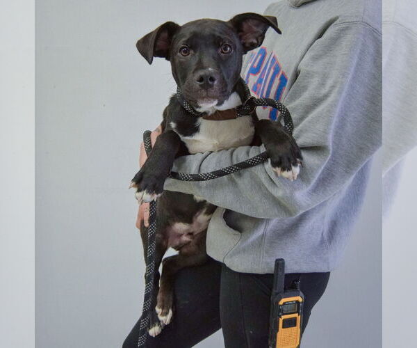 Medium Photo #4 Labrottie Puppy For Sale in Huntley, IL, USA